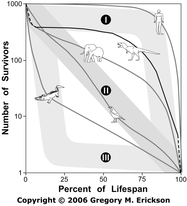 dr-gregory-m-erickson-tyrannosaur-life-tables
